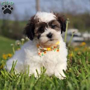 Lonnie, Teddy Bear Puppy