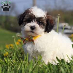 Lonnie, Teddy Bear Puppy