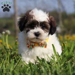 Lonnie, Teddy Bear Puppy