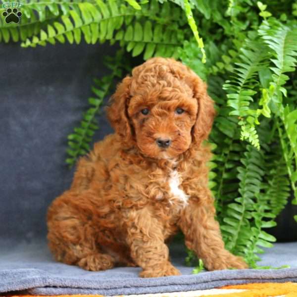 Lonnie, Miniature Poodle Puppy