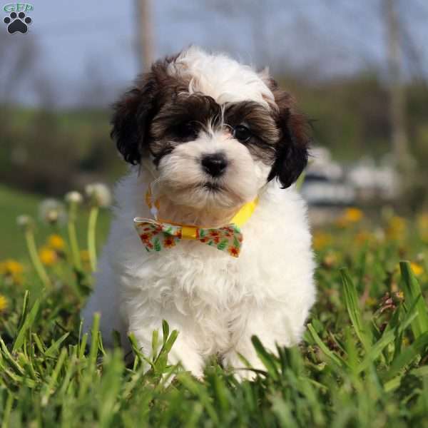 Lonnie, Teddy Bear Puppy