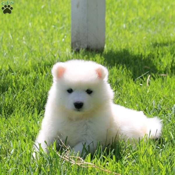 Lonny, Samoyed Puppy
