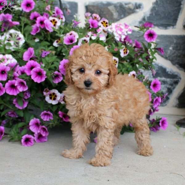 Loretta, Miniature Poodle Puppy