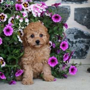 Loretta, Miniature Poodle Puppy