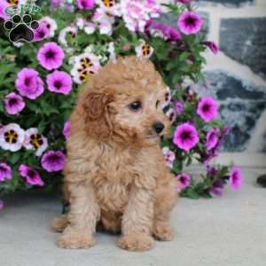 Loretta, Miniature Poodle Puppy