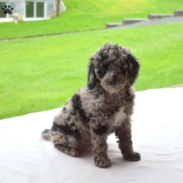 Louie, Miniature Poodle Puppy