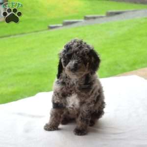 Louie, Miniature Poodle Puppy