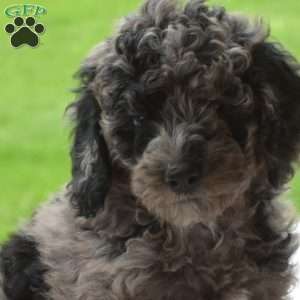 Louie, Miniature Poodle Puppy