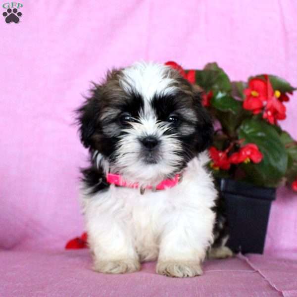 Love, Shih Tzu Puppy