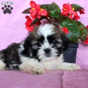 Love, Shih Tzu Puppy