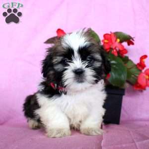Love, Shih Tzu Puppy