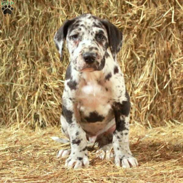 Loyal, Great Dane Puppy