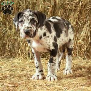 Loyal, Great Dane Puppy