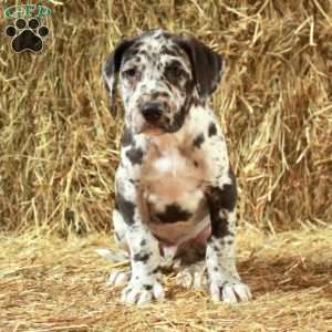 Loyal, Great Dane Puppy