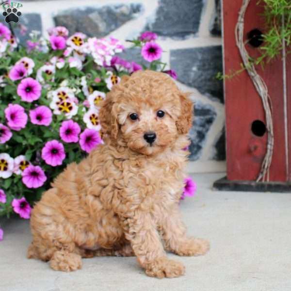 Luca, Miniature Poodle Puppy