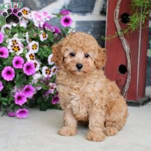 Luca, Miniature Poodle Puppy
