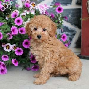 Luca, Miniature Poodle Puppy