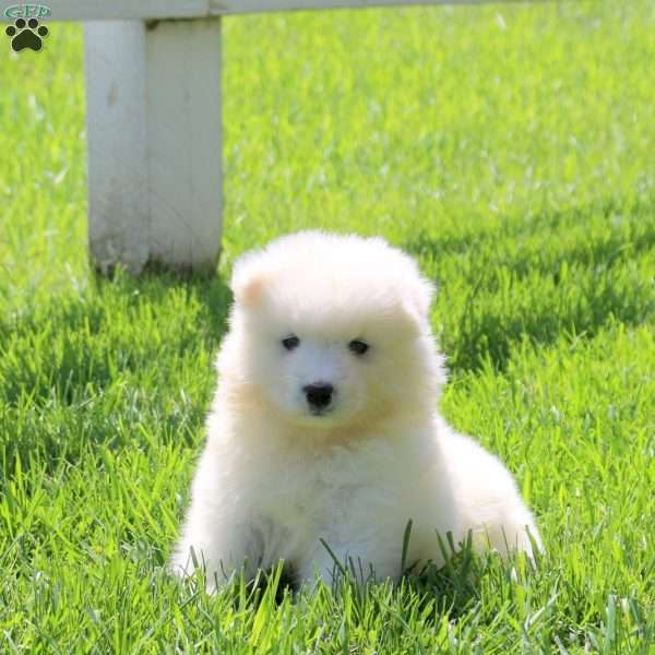 Lucas, Samoyed Puppy