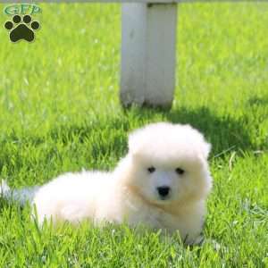 Lucas, Samoyed Puppy