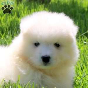 Lucas, Samoyed Puppy