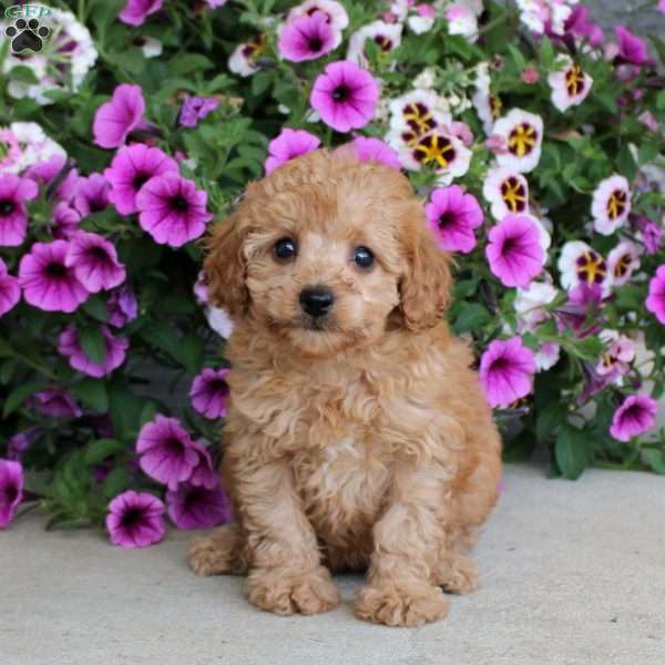 Lucille, Miniature Poodle Puppy