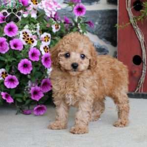Lucille, Miniature Poodle Puppy