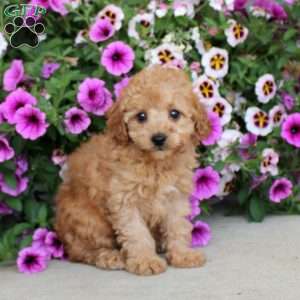 Lucille, Miniature Poodle Puppy
