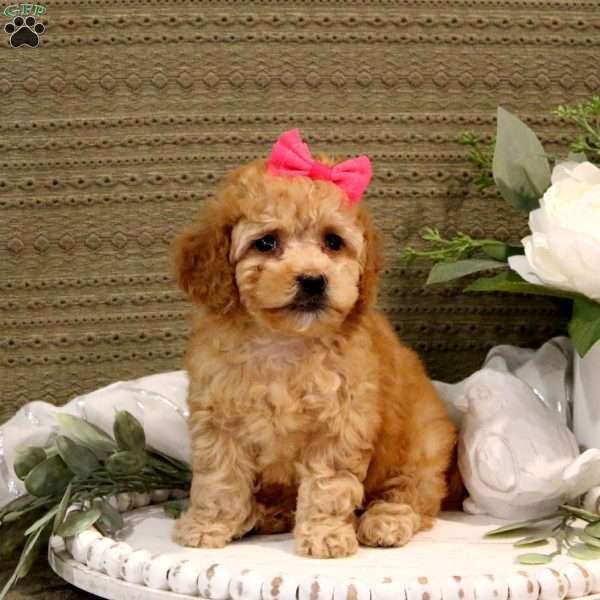 Lucinda, Maltipoo Puppy