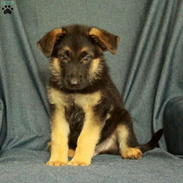 Lucky, German Shepherd Puppy