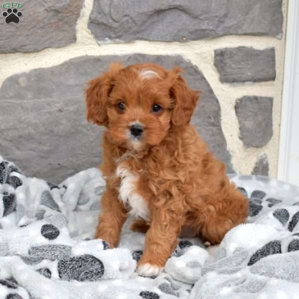 Lucky, Cavapoo Puppy