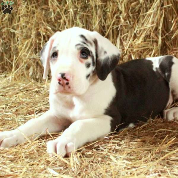 Lucky, Great Dane Puppy
