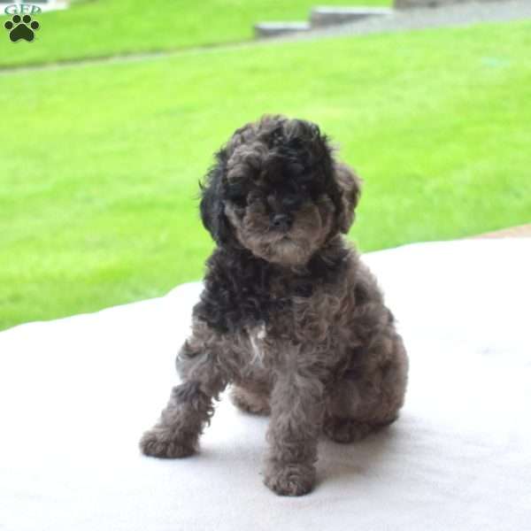 Lucky, Miniature Poodle Puppy