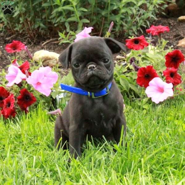 Lucky, Pug Puppy