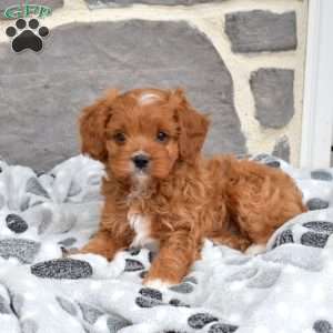 Lucky, Cavapoo Puppy