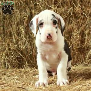 Lucky, Great Dane Puppy