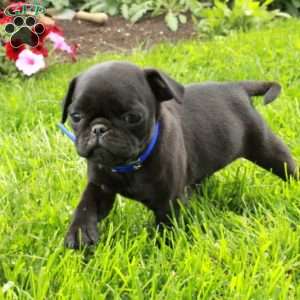 Lucky, Pug Puppy