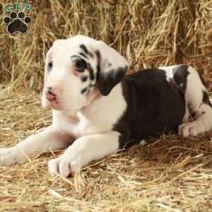 Lucky, Great Dane Puppy