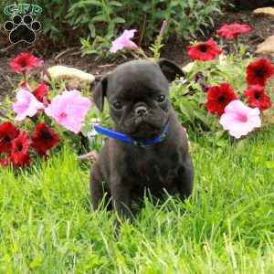 Lucky, Pug Puppy