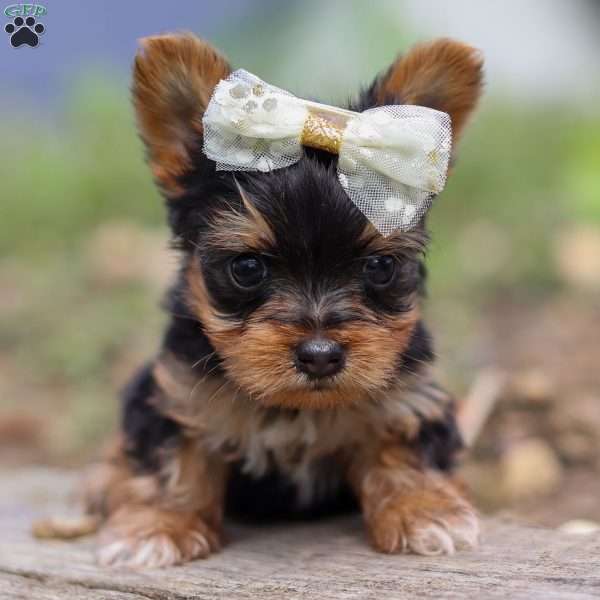 Lucy, Yorkie Puppy