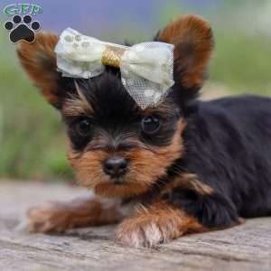 Lucy, Yorkie Puppy