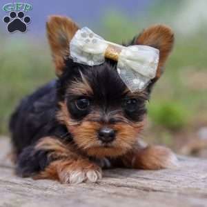 Lucy, Yorkie Puppy
