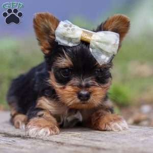 Lucy, Yorkie Puppy