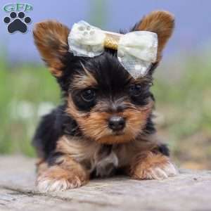 Lucy, Yorkie Puppy