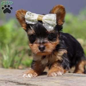 Lucy, Yorkie Puppy