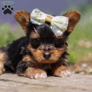 Lucy, Yorkie Puppy