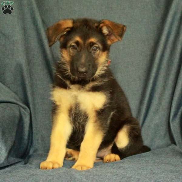 Lucy, German Shepherd Puppy