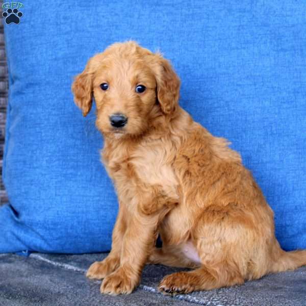 Lucy, Goldendoodle Puppy