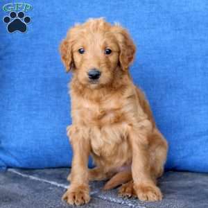 Lucy, Goldendoodle Puppy