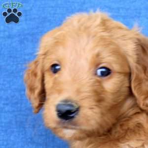 Lucy, Goldendoodle Puppy