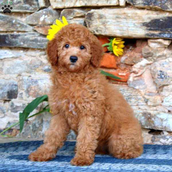 Lucy, Miniature Poodle Puppy